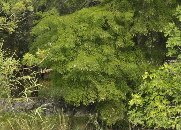 Cipresso calvo o di palude - Taxodium distichum